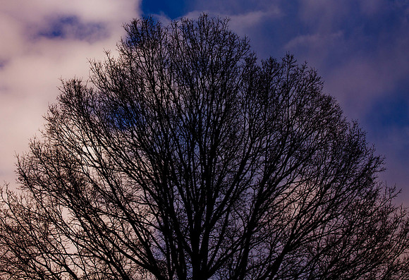 Print Fine Art Photography David Stewart Photography New York NYC - Moody Tree