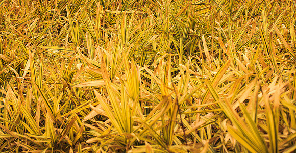 Print Fine Art Photography David Stewart Photography New York NYC - Needle In A Haystack