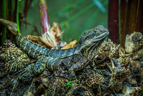 Eastern Water Dragon