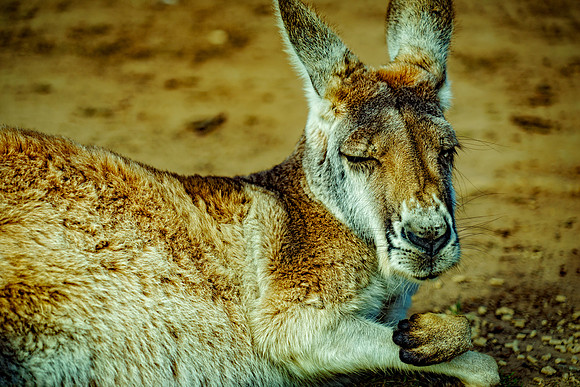 Dreaming in the dirt