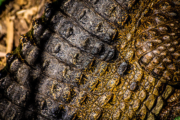 Print Fine Art Photography David Stewart Photography New York NYC - Too Close Says Mr Crocodile