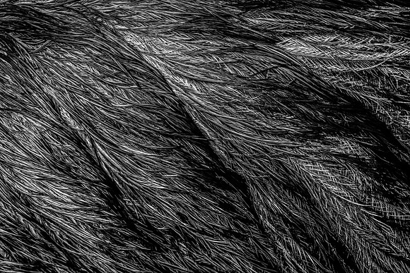 Emu Texture